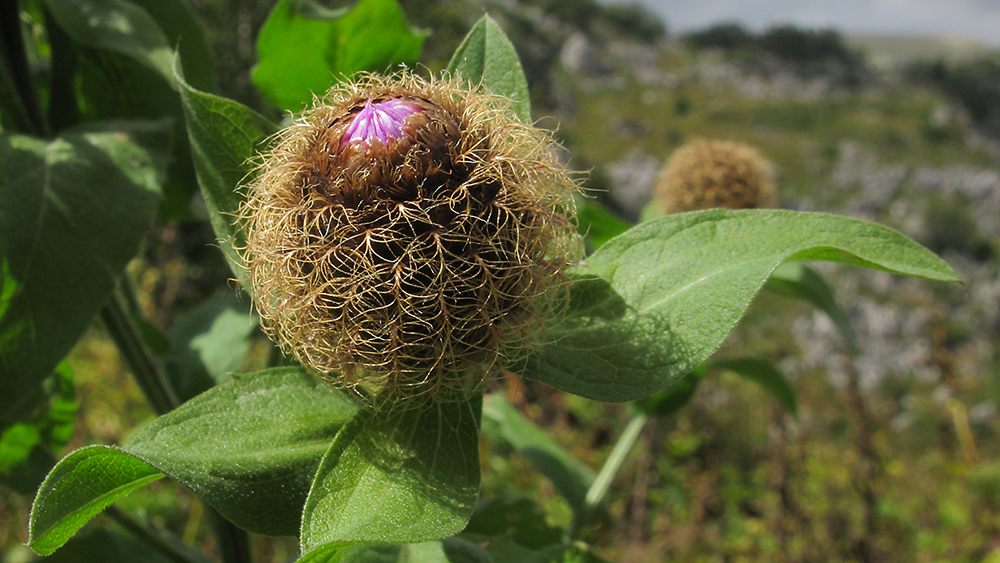 Изображение особи Centaurea alutacea.