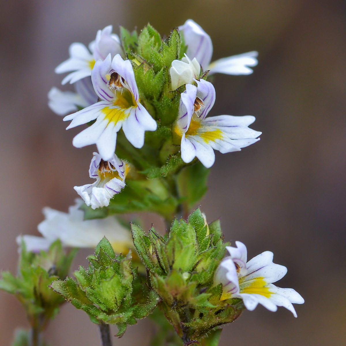 Изображение особи Euphrasia regelii.