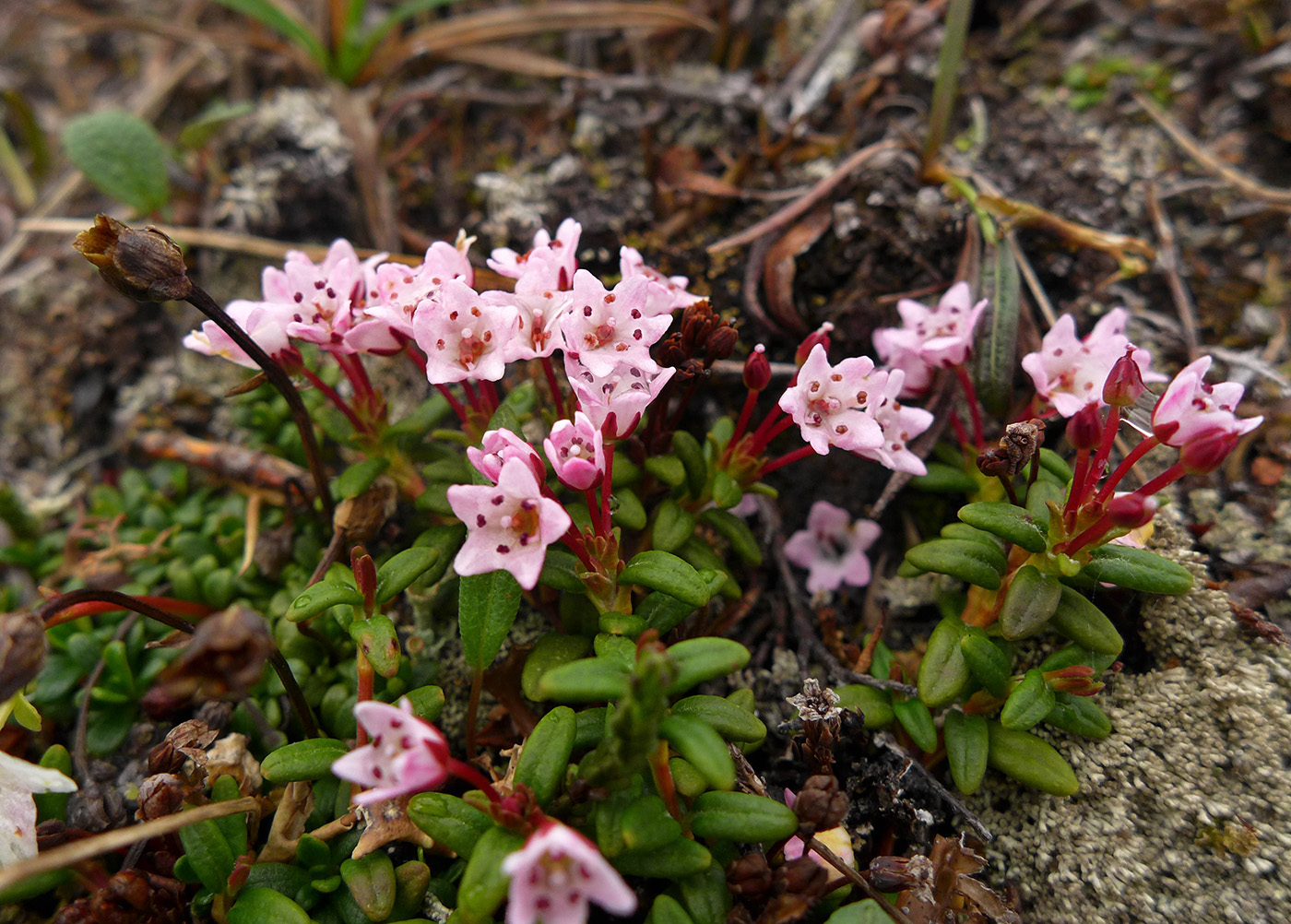 Изображение особи Loiseleuria procumbens.