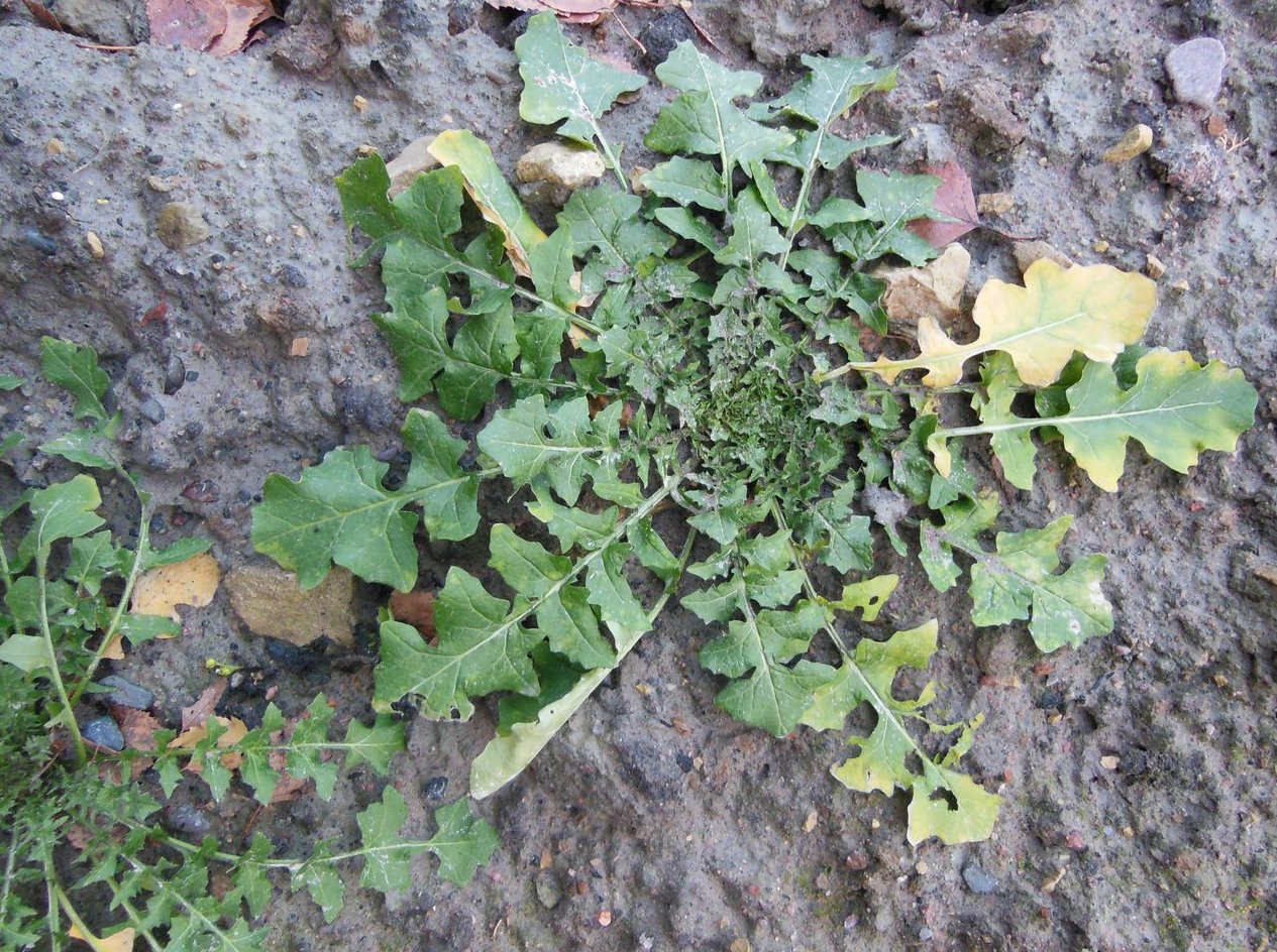 Image of Sisymbrium officinale specimen.