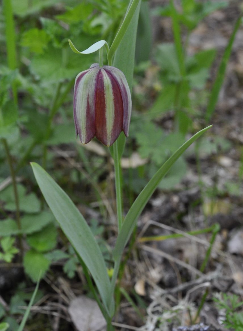 Image of Fritillaria gussichiae specimen.