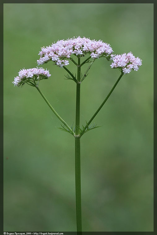 Image of Valeriana officinalis specimen.