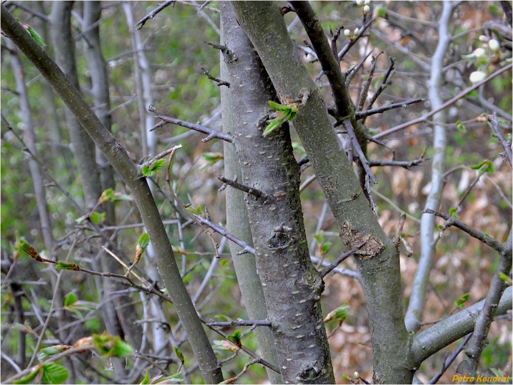 Image of Prunus spinosa specimen.