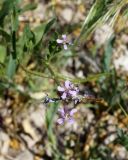 Chorispora tenella