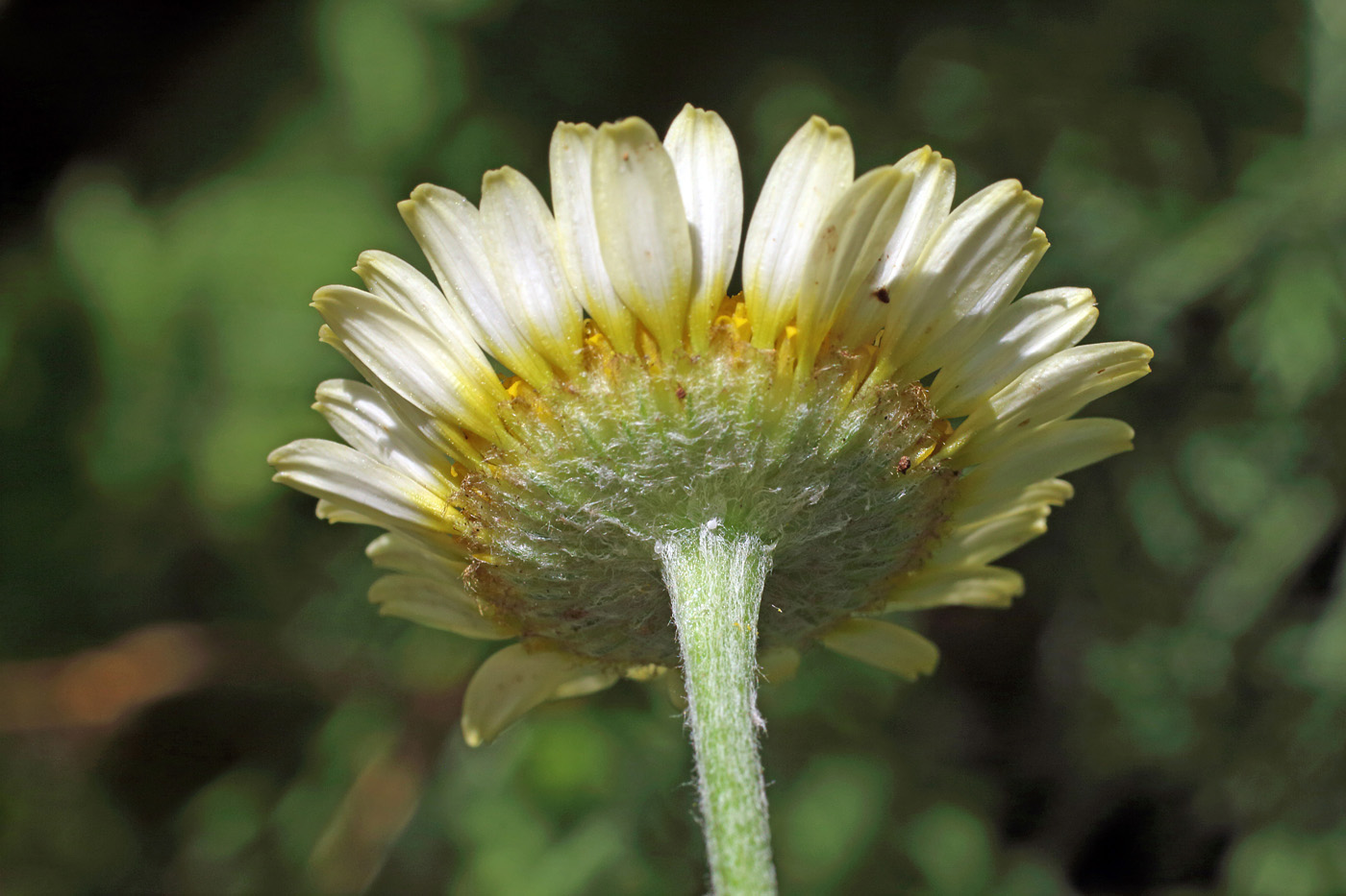 Image of Anthemis tinctoria specimen.