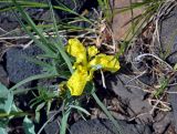 Iris potaninii. Цветущее растение. Монголия, аймак Архангай, вулкан Хэрийин, ≈ 2200 м н.у.м., каменистый склон. 06.06.2017.