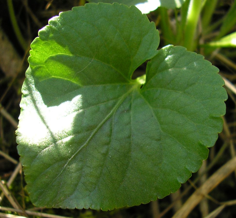 Image of Viola suavis specimen.