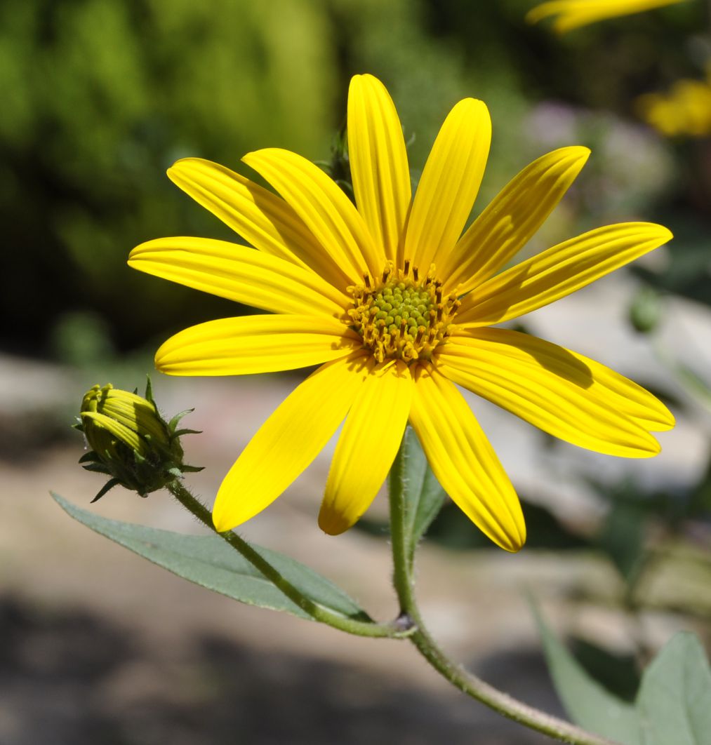 Image of Helianthus tuberosus specimen.