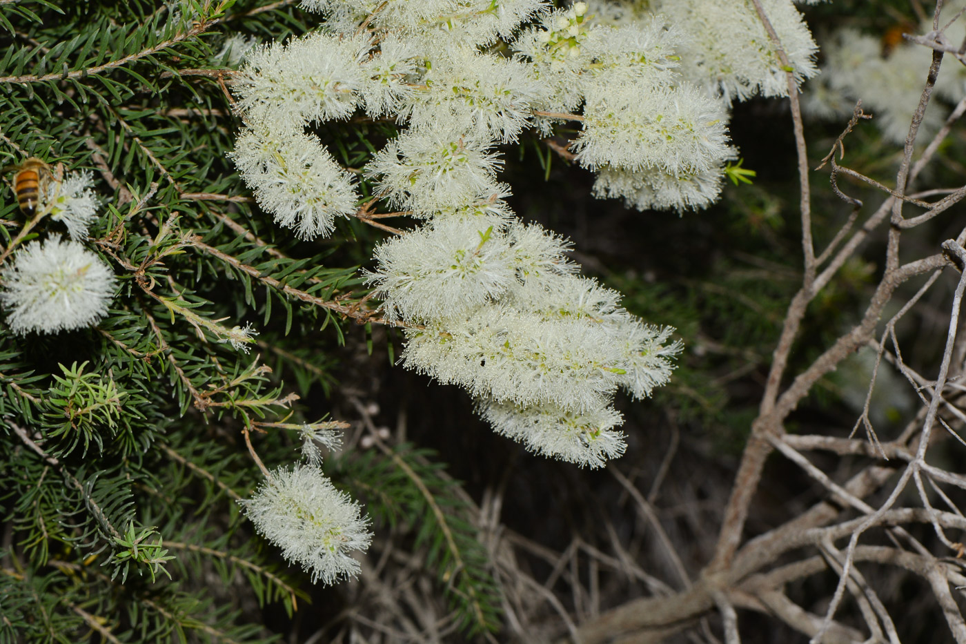 Image of Melaleuca halmaturorum specimen.