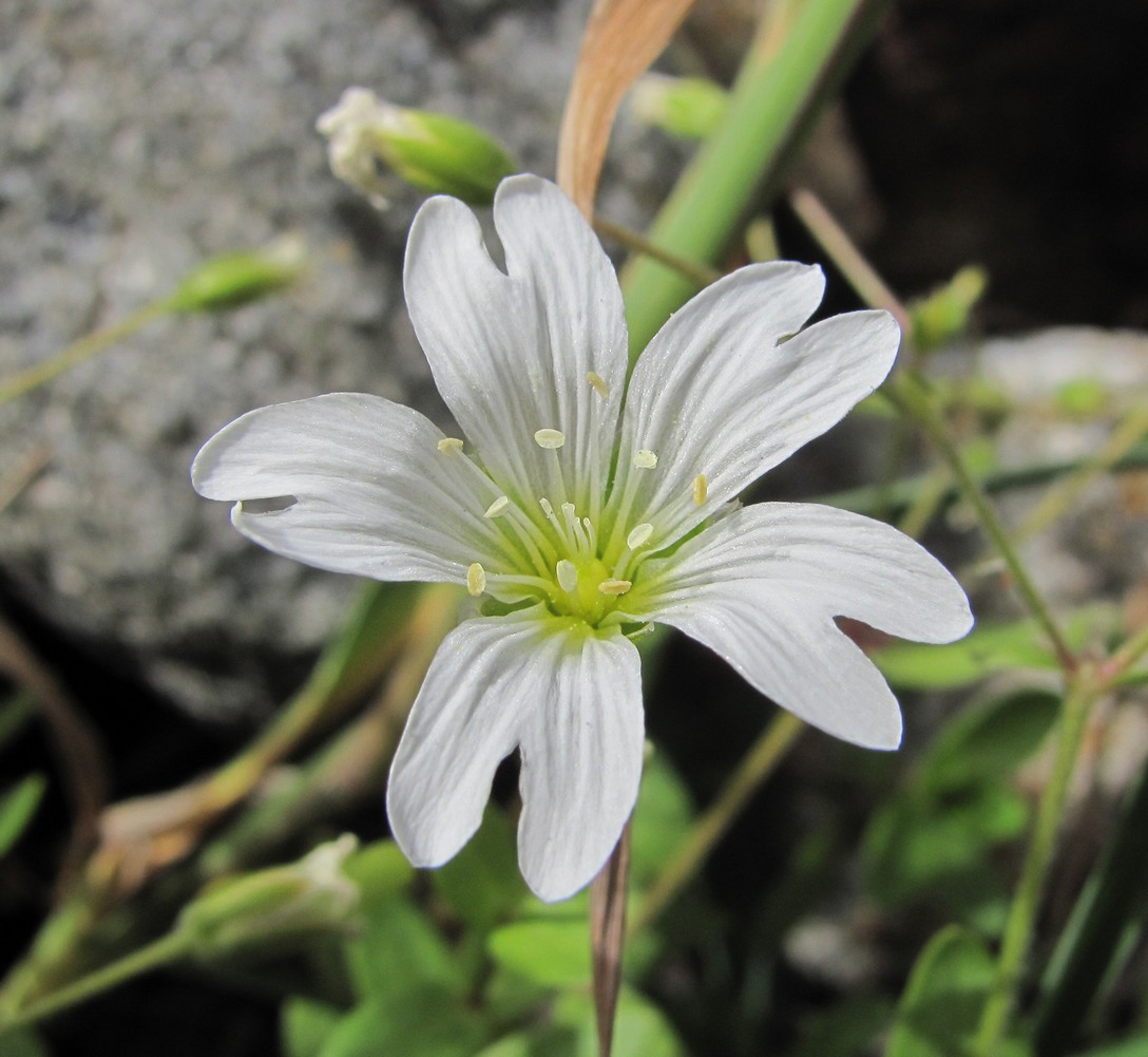 Image of Cerastium polymorphum specimen.