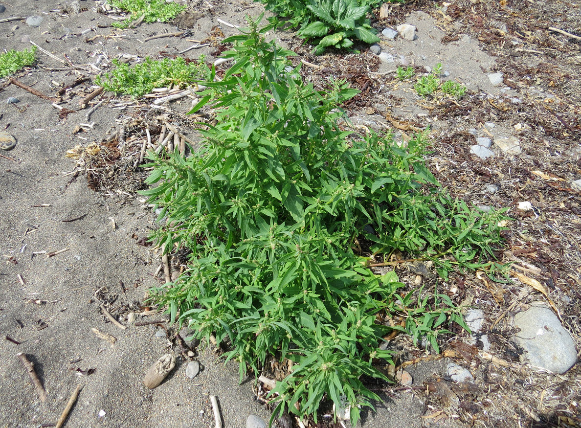 Image of Atriplex subcordata specimen.