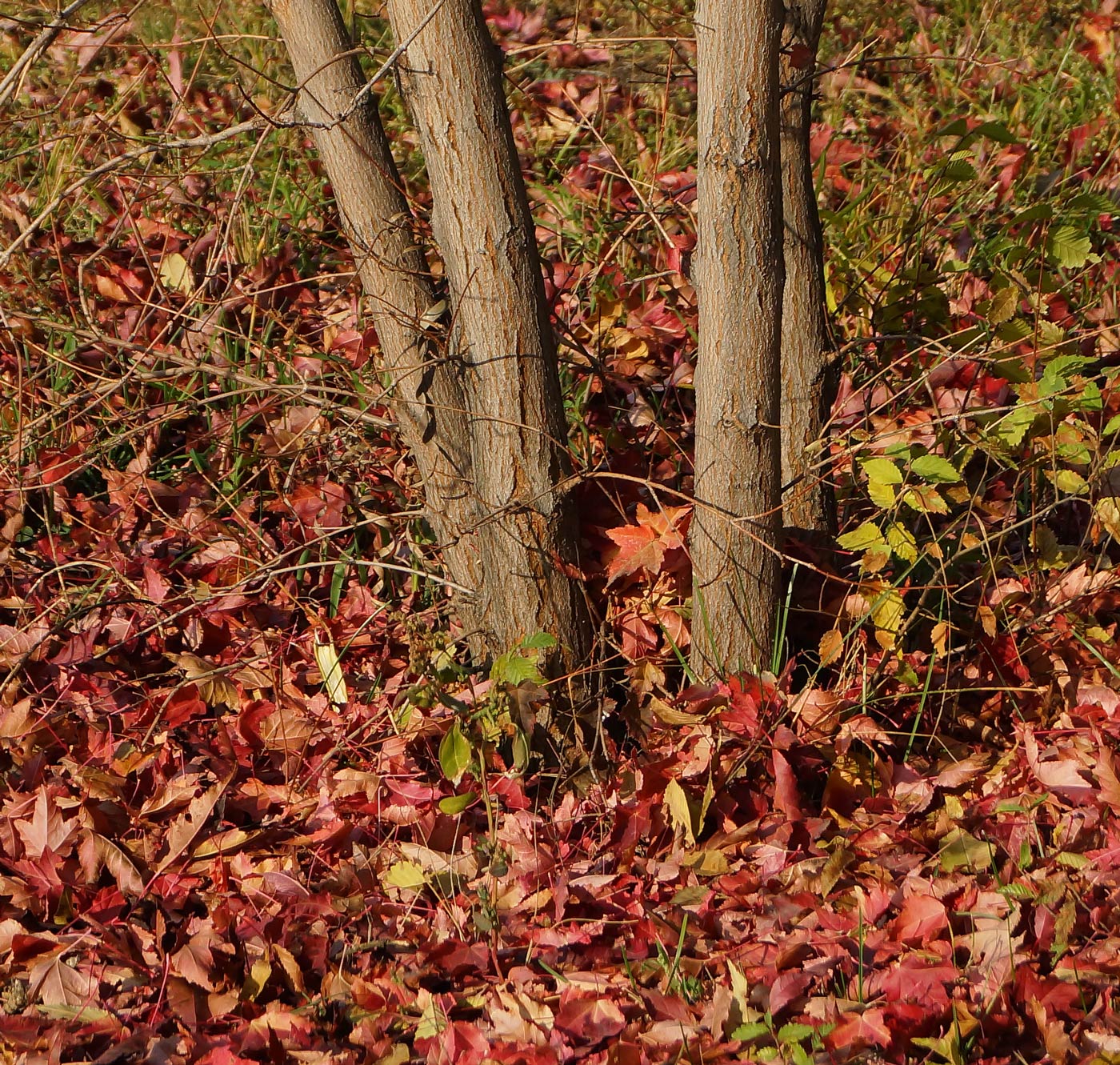 Image of Acer ginnala specimen.