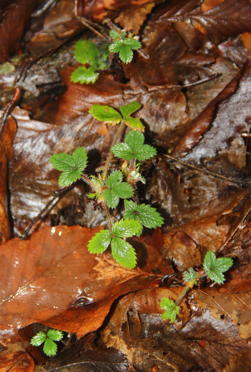 Изображение особи Potentilla micrantha.