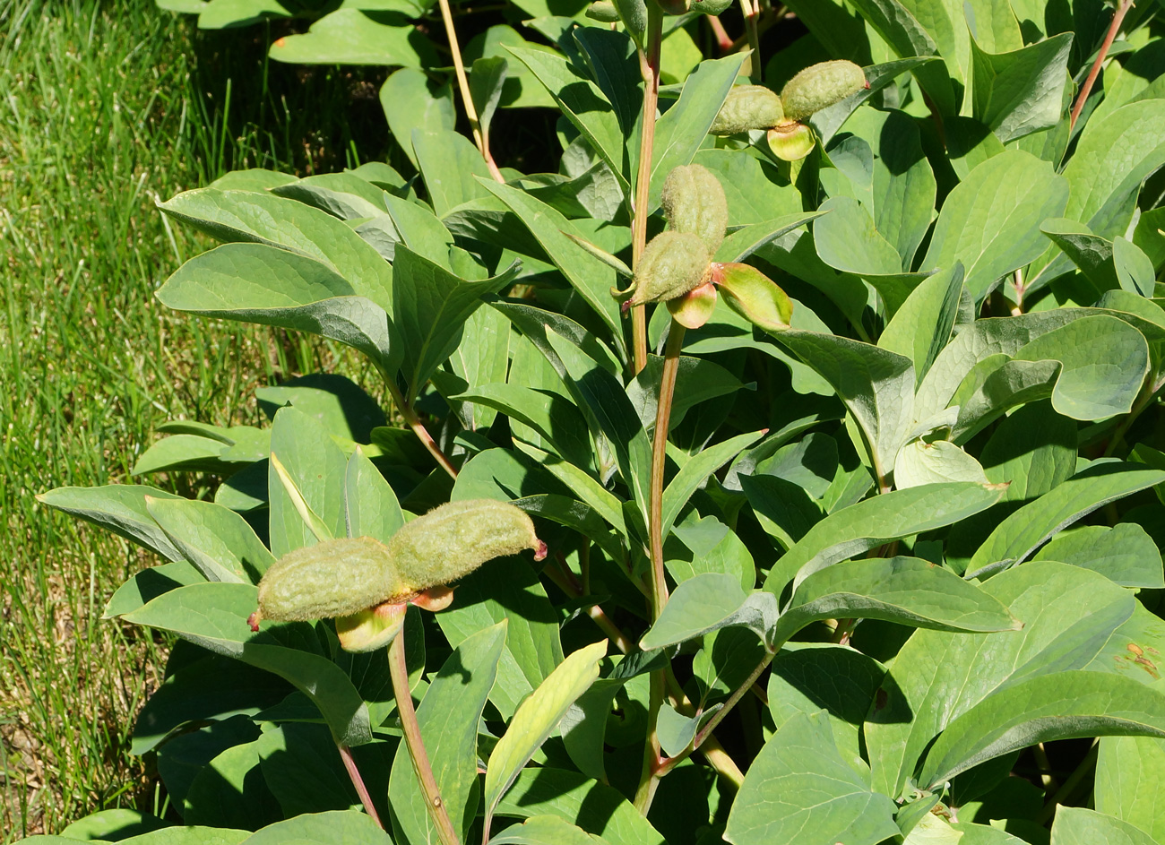 Image of Paeonia mlokosewitschii specimen.