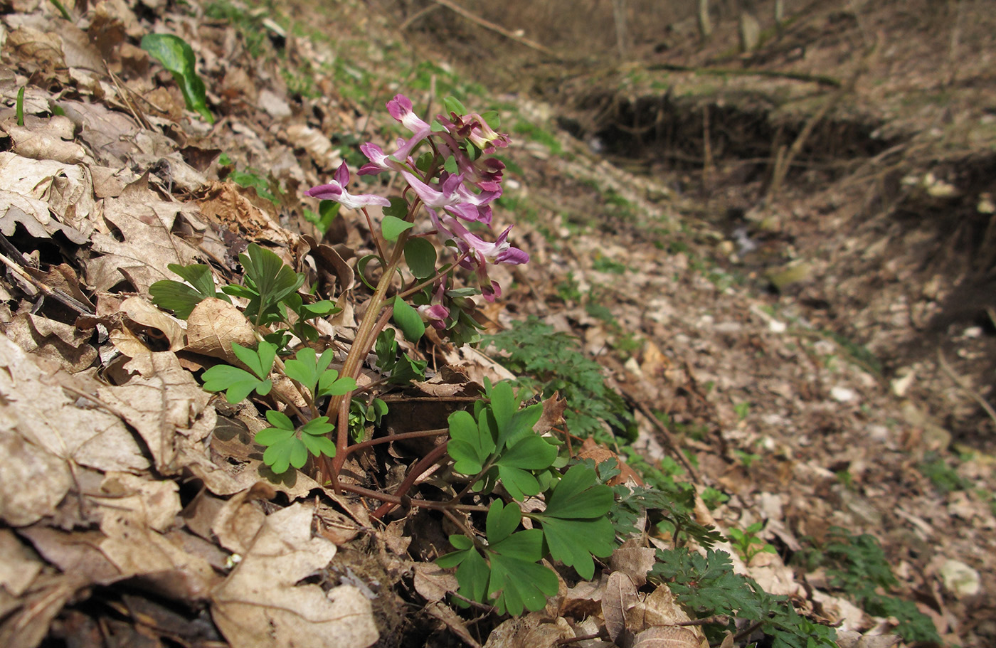 Image of Corydalis caucasica specimen.