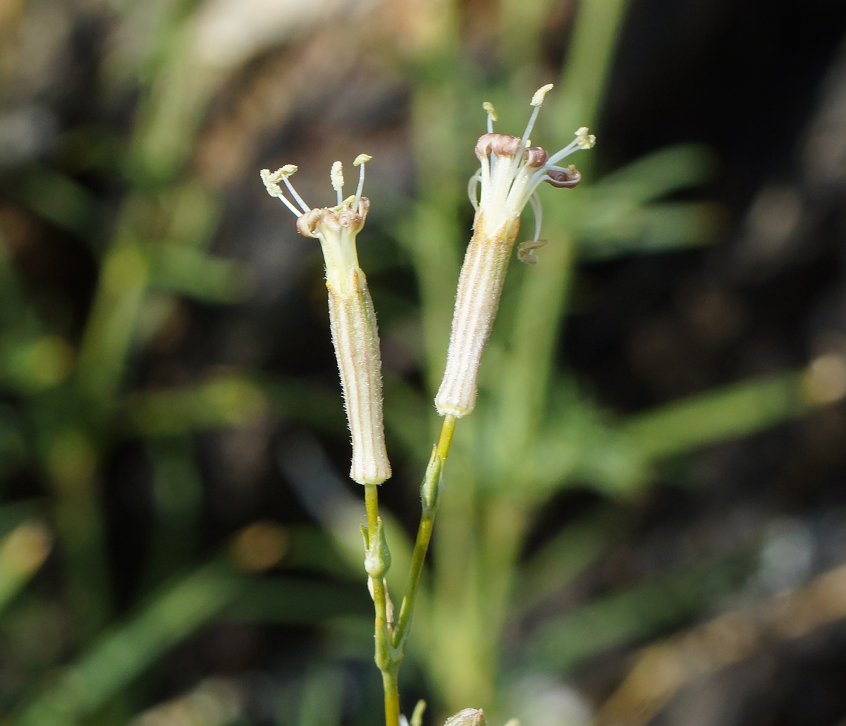 Image of Silene alexandrae specimen.