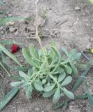 Смотреть изображение Alyssum szovitsianum