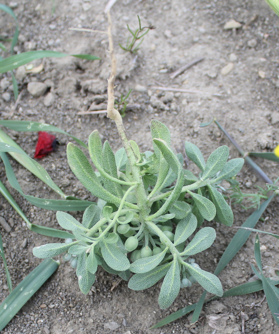 Изображение особи Alyssum szovitsianum.