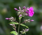 Phlox paniculata. Верхушка побега с нераскрывшимися соцветиями и цветком. Московская обл., Раменский р-н, окр. дер. Хрипань, садовый участок. 20.07.2018.