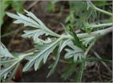 Potentilla argentea. Часть побега (видна нижняя поверхность листьев). Чувашия, окр. г. Шумерля, Кумашкинский заказник, Соколова поляна. 1 июня 2010 г.