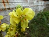 Verbascum densiflorum. Цветок. Калининградская обл., г. Балтийск, пос. Балтийская коса. 13 августа 2018 г.