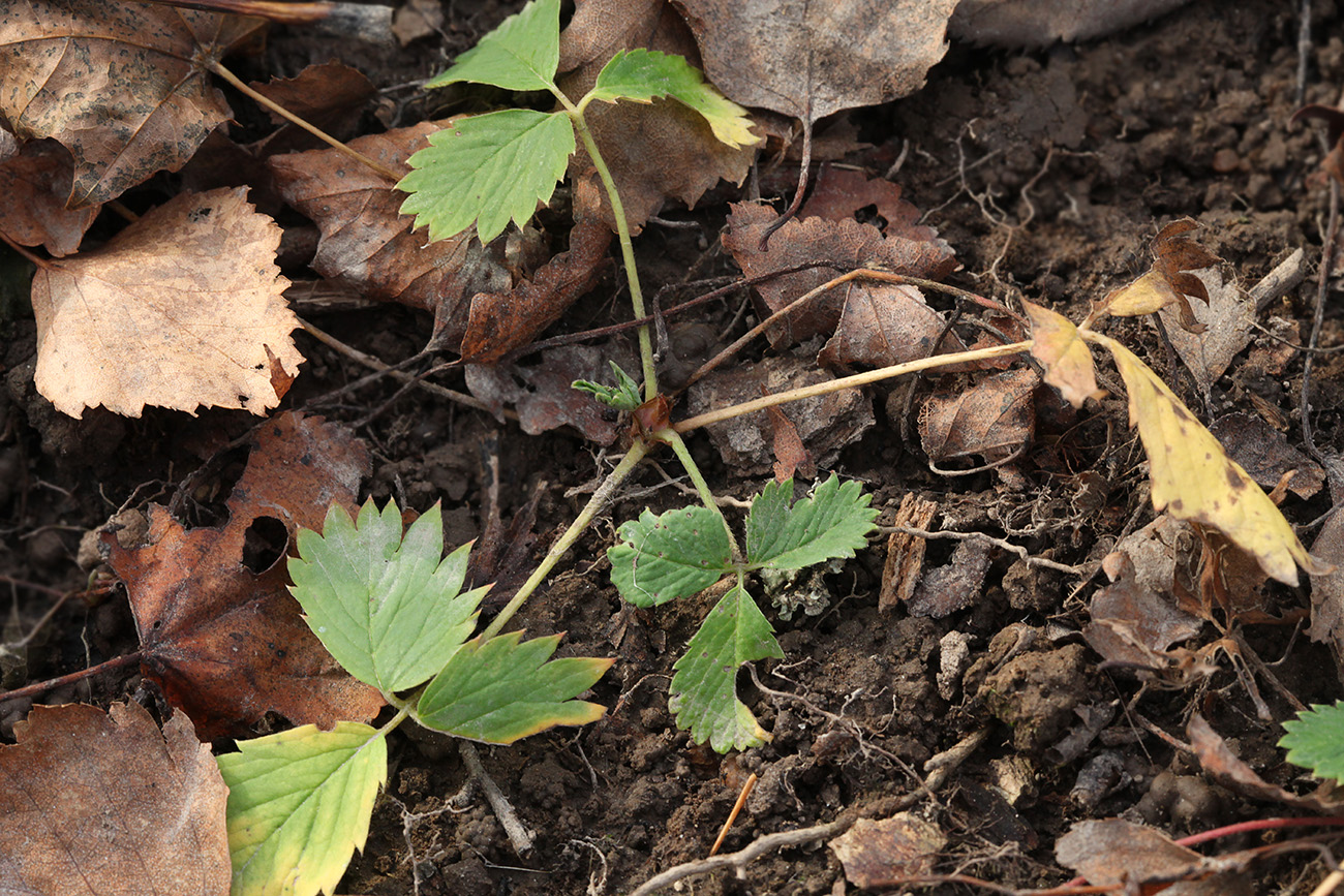 Изображение особи Fragaria iinumae.