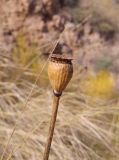 genus Papaver. Верхушка плодоносящего растения. Грузия, край Самцхе-Джавахети, Аспиндзский муниципалитет, окр. крепости Тмогви, левый борт долины р. Кура, восточный склон Эрушетского нагорья, луг на крутом склоне. 11.10.2018.