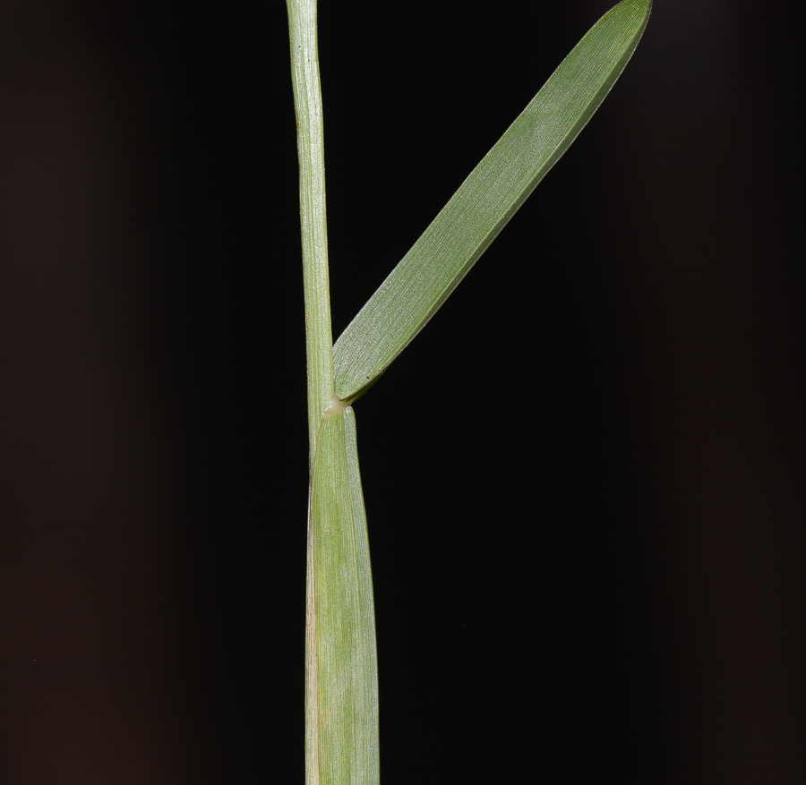 Image of Stenotaphrum dimidiatum specimen.