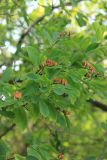 Exochorda korolkowii. Верхушки побегов с созревающими плодами. Южный берег Крыма, Никитский ботанический сад, в культуре. 22 августа 2015 г.