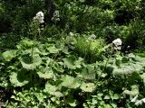 Petasites albus