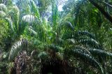 Eugeissona insignis. Взрослое растение. Малайзия, штат Саравак, национальный парк Бако; о-в Калимантан, влажный тропический лес. 09.05.2017.