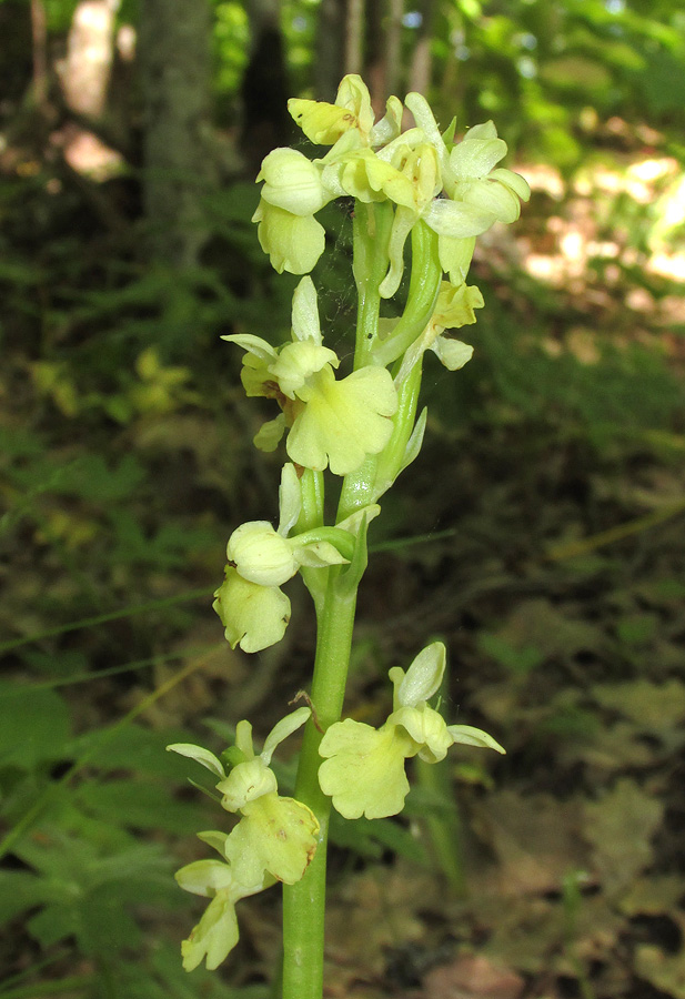 Изображение особи Orchis pallens.