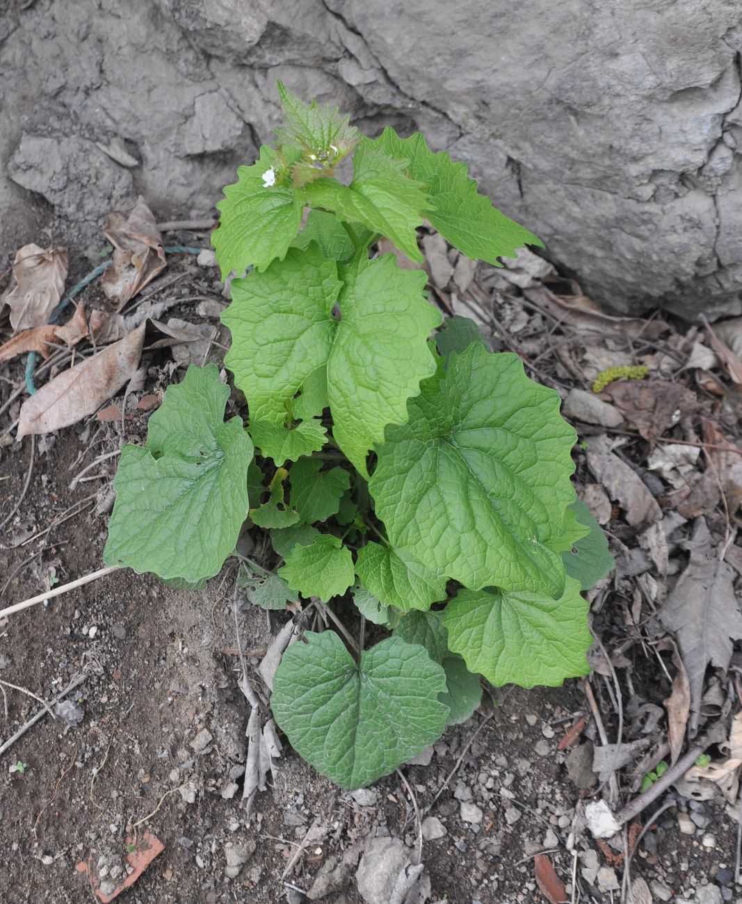 Image of Alliaria petiolata specimen.