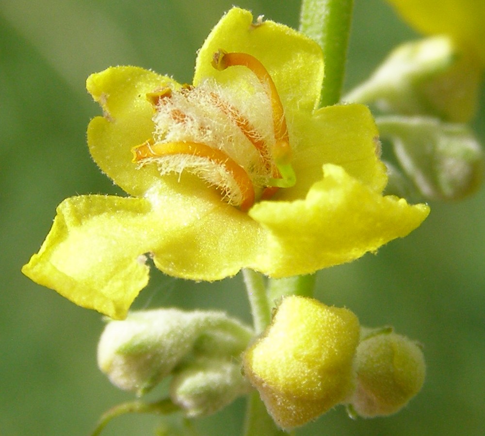 Image of Verbascum lychnitis specimen.