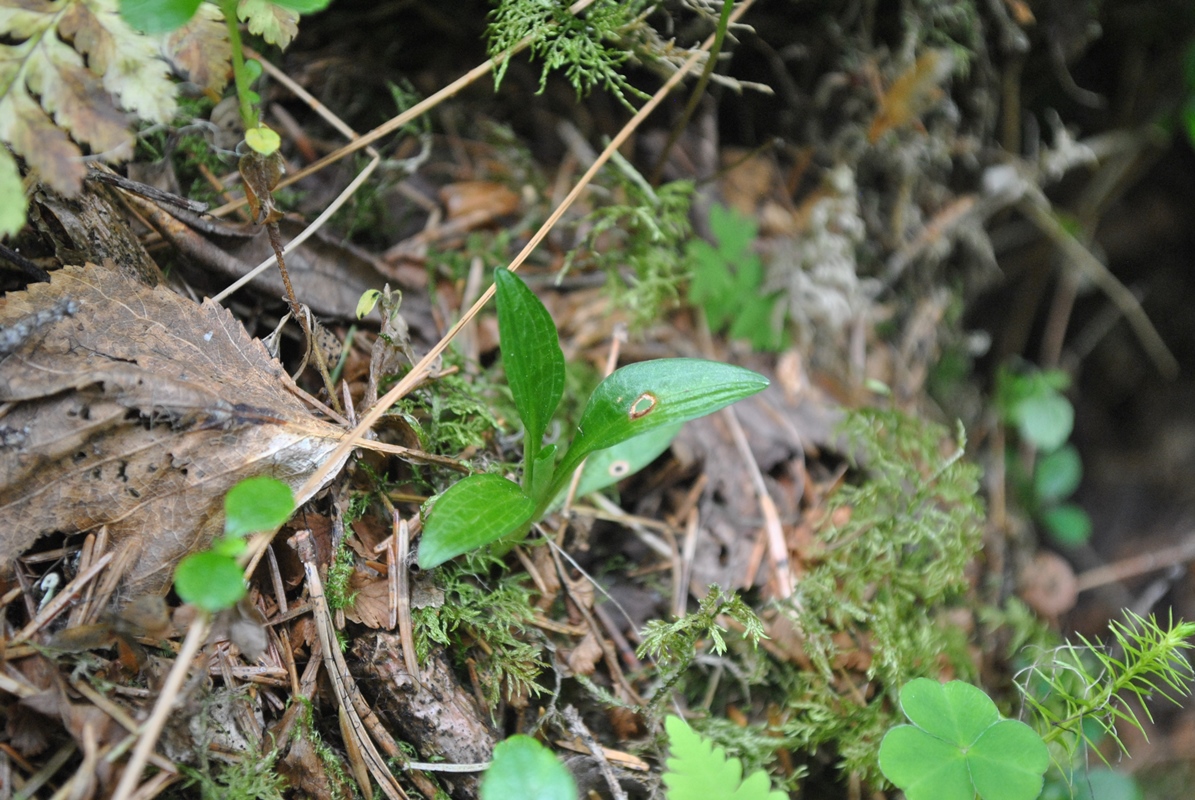 Image of Goodyera repens specimen.