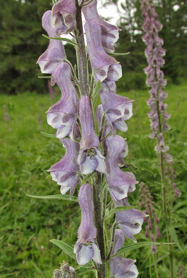 Image of Aconitum leucostomum specimen.