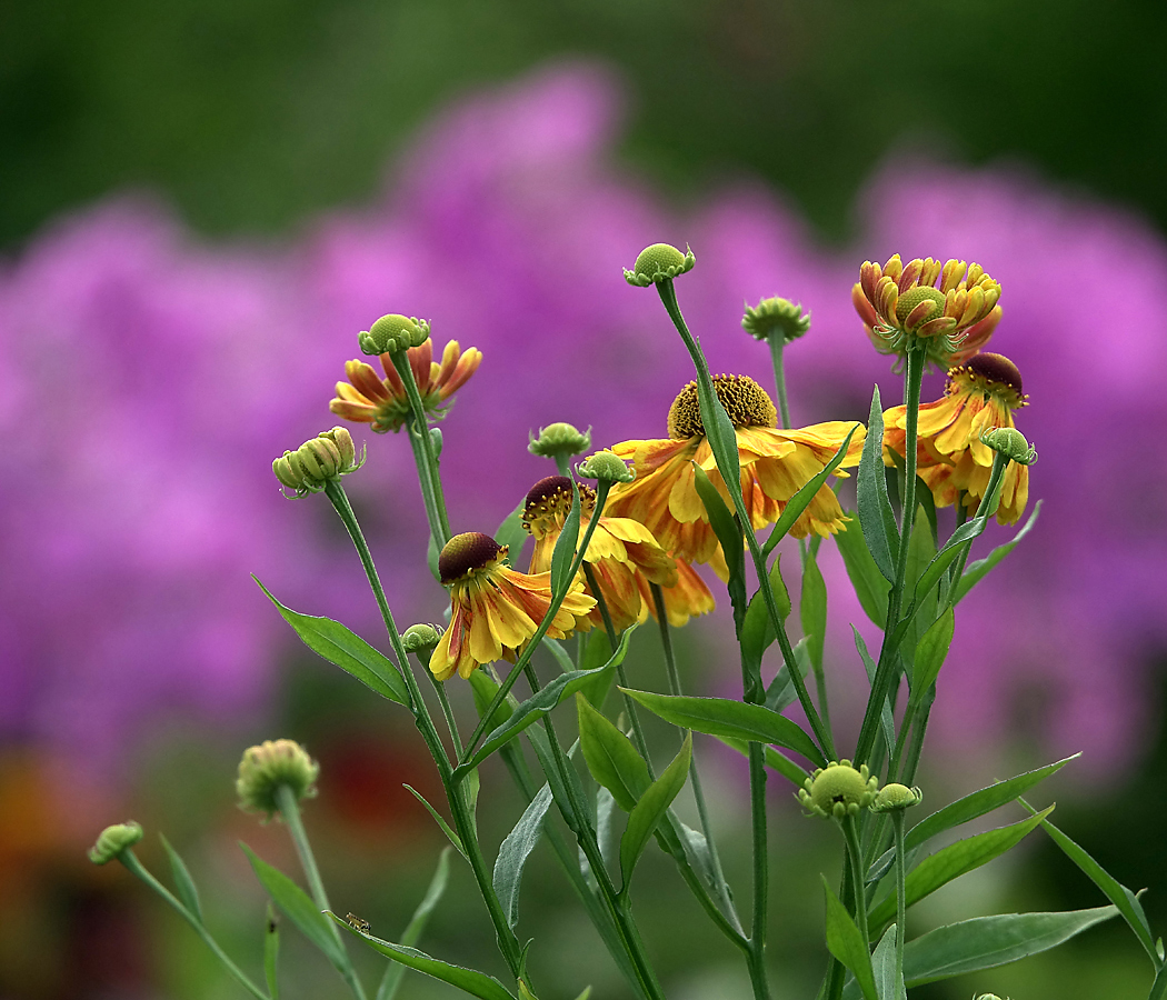 Изображение особи Helenium autumnale.