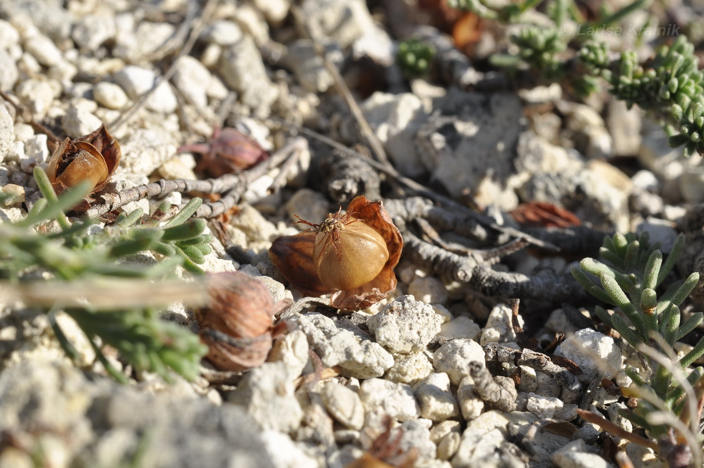 Image of Fumana procumbens specimen.