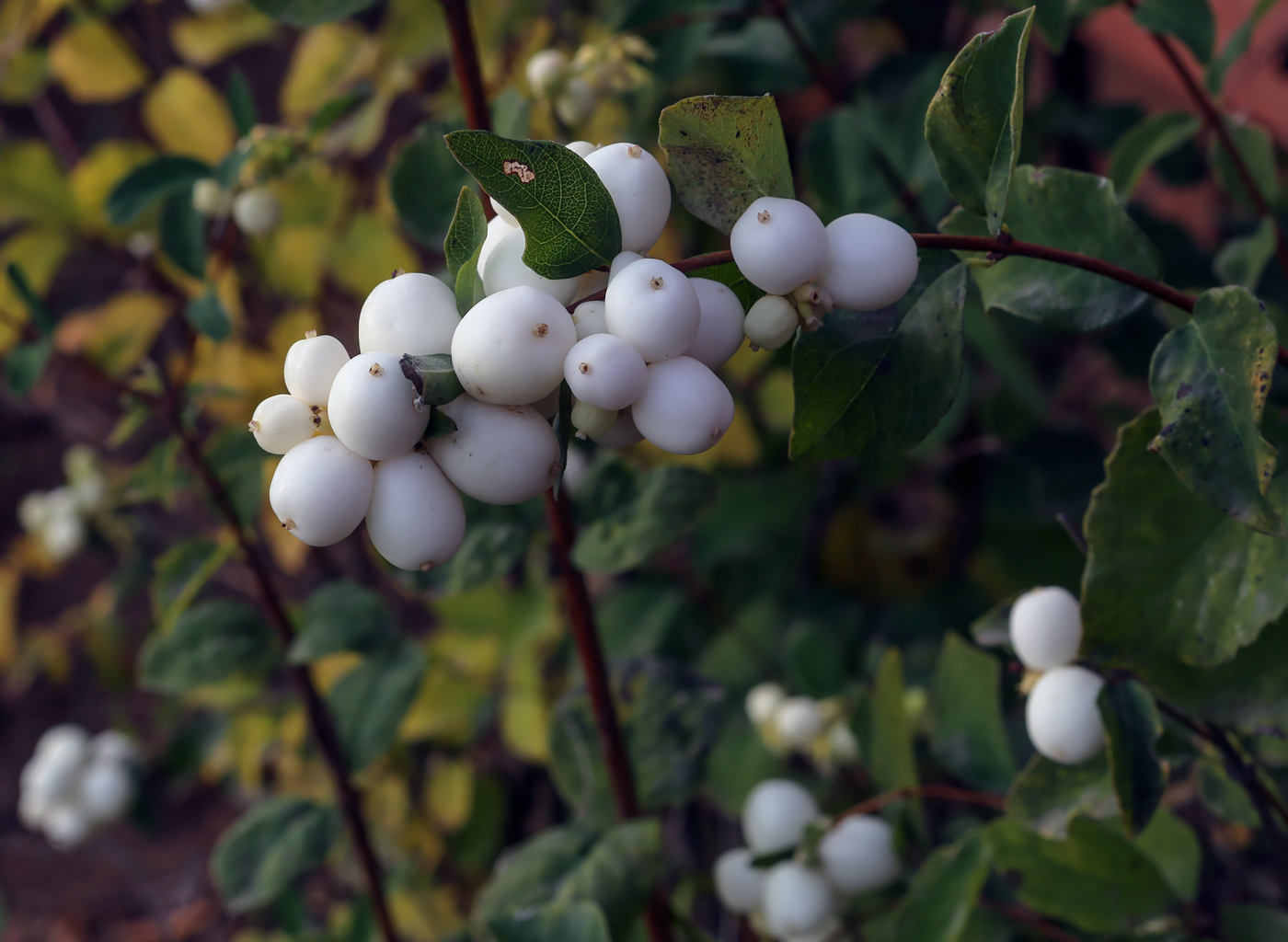 Image of Symphoricarpos albus var. laevigatus specimen.