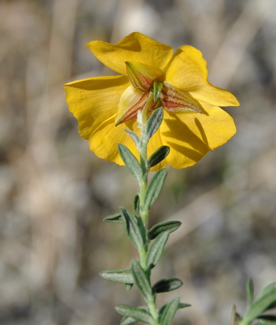 Image of Fumana arabica specimen.