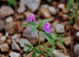 Galeopsis angustifolia