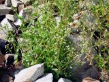 Cerastium holosteoides