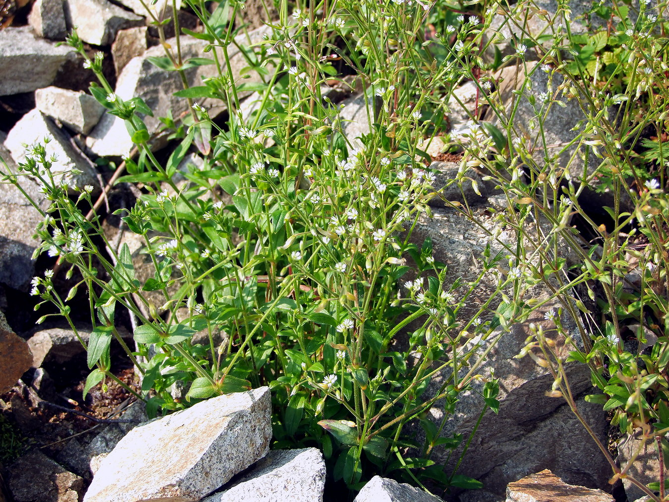 Image of Cerastium holosteoides specimen.