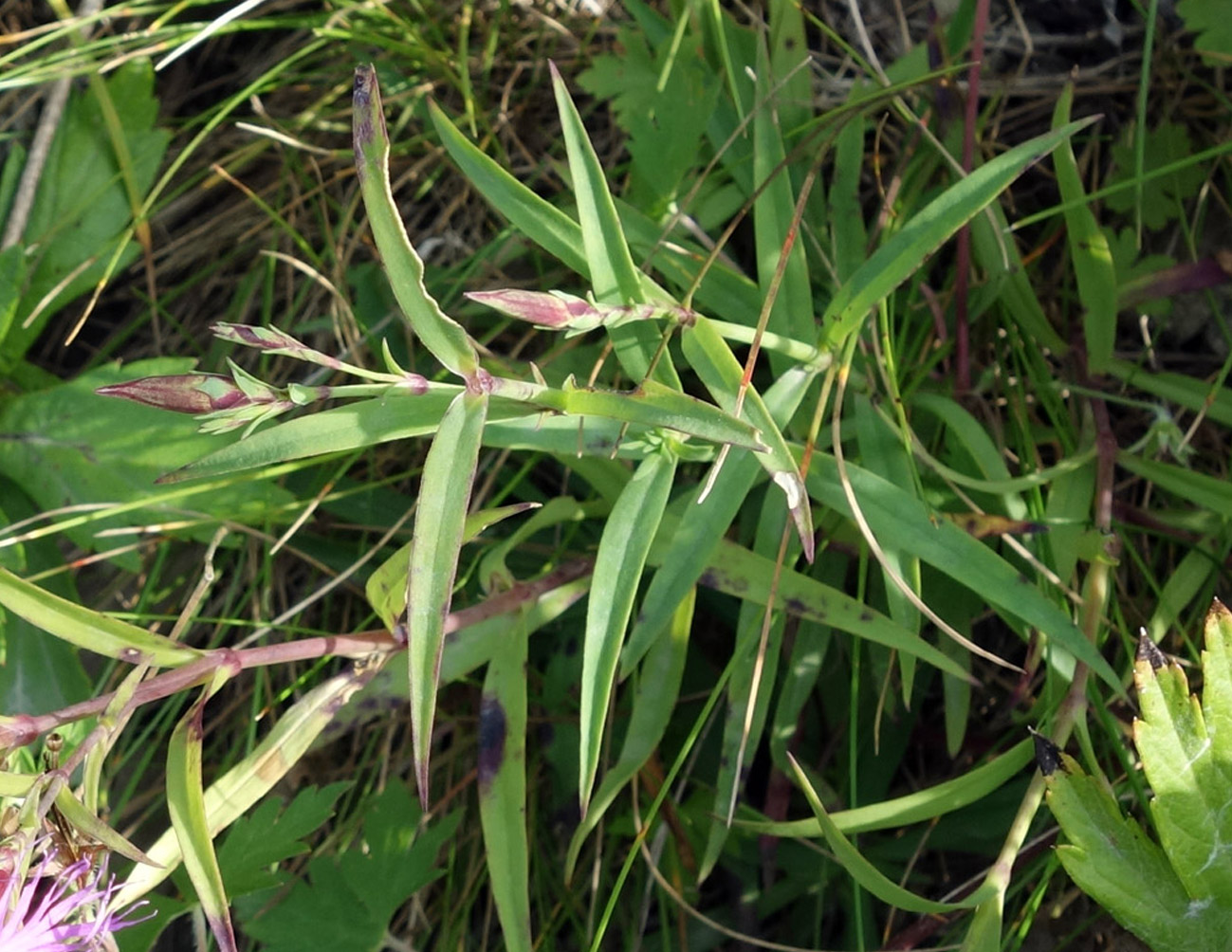 Image of Dianthus superbus specimen.