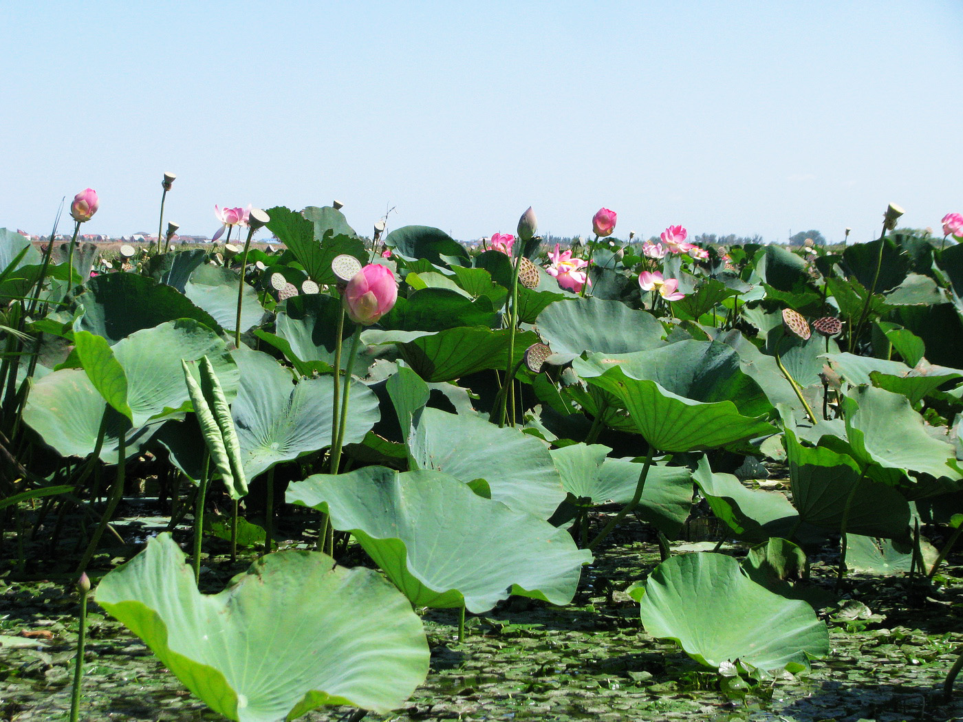 Image of Nelumbo caspica specimen.