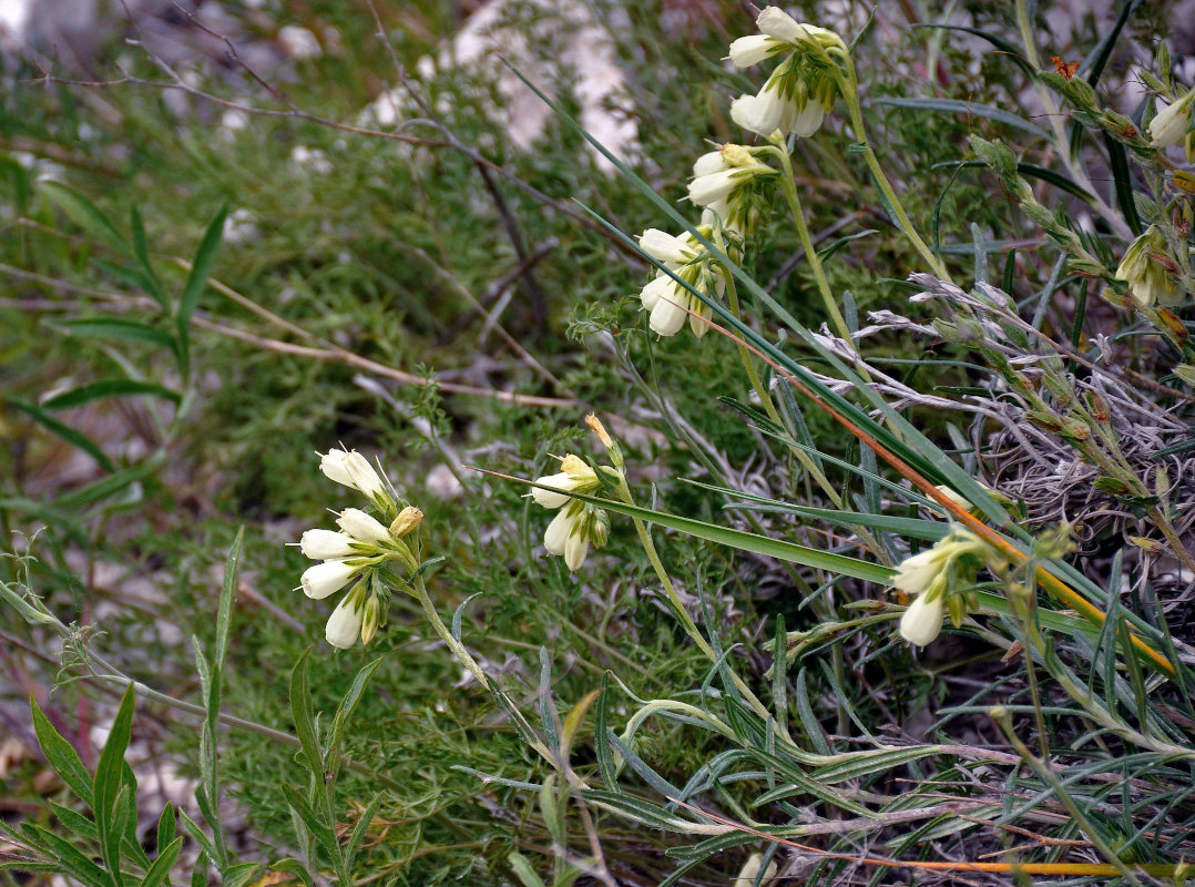 Image of Onosma tanaitica specimen.