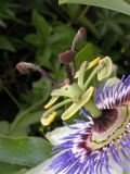 Passiflora caerulea