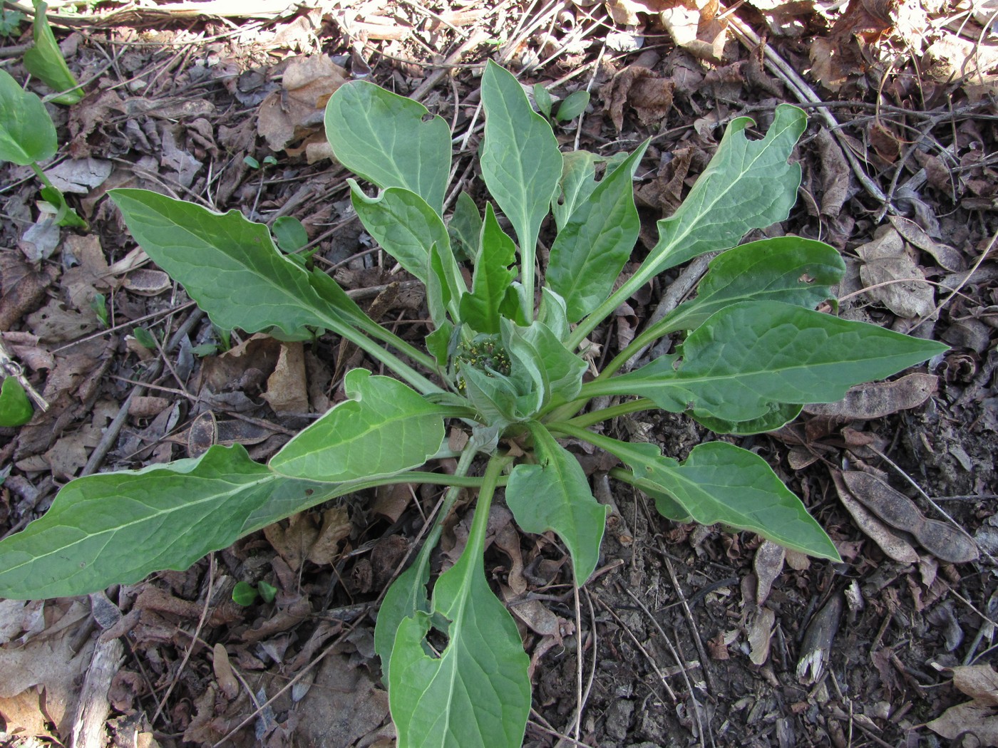 Image of Solenanthus biebersteinii specimen.