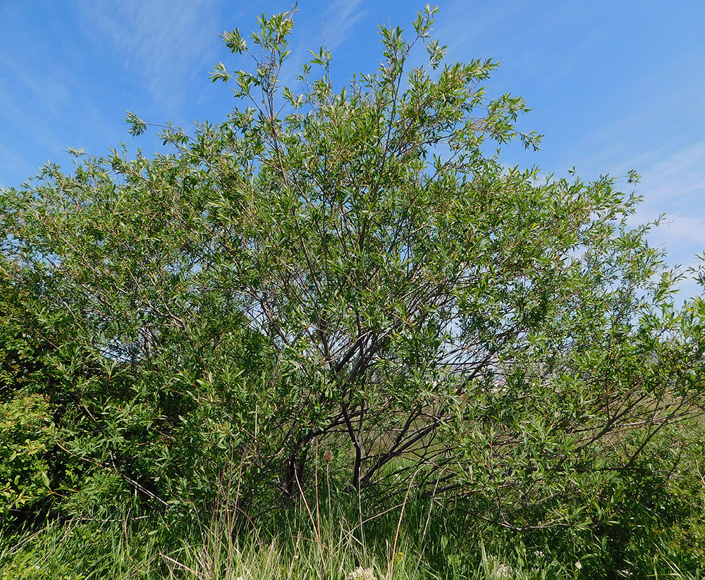 Изображение особи Salix elbursensis.