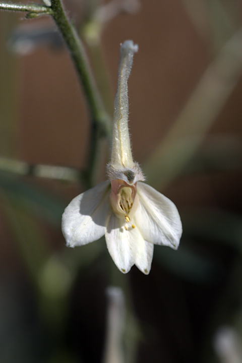 Image of Delphinium camptocarpum specimen.